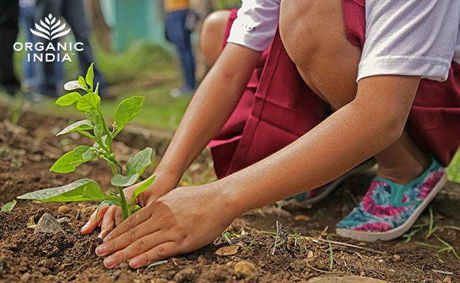 Maini plantand o iarba