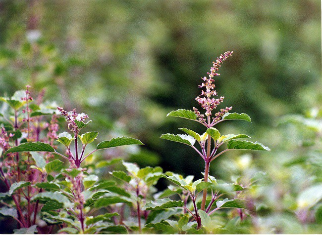 Plante medicinale