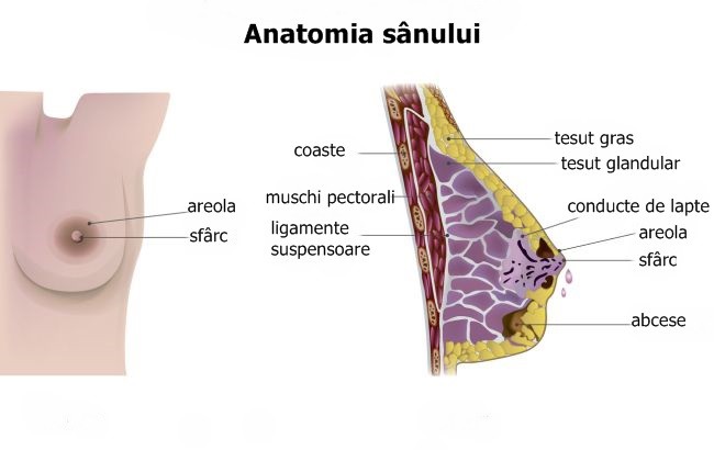 anatomia sanului