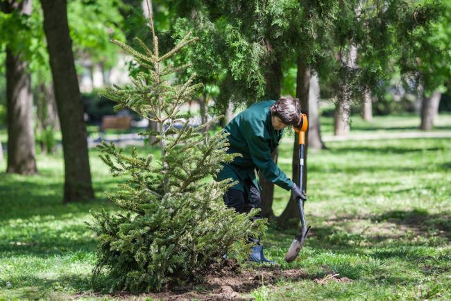 Brazi plantati de Floria