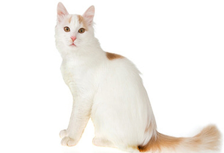 rasa de pisici Turkish Van