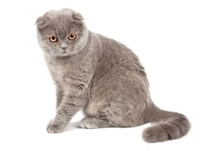 rasa de pisici Scottish Fold