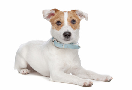 rasa Jack Russell Terrier 