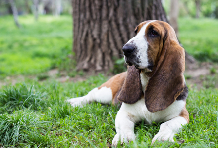 rasa Basset Hound 