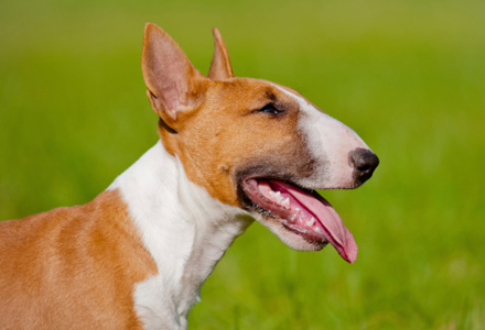 rasa Bull Terrier