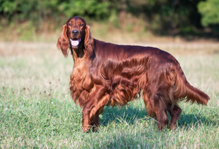 rasa Irish Setter