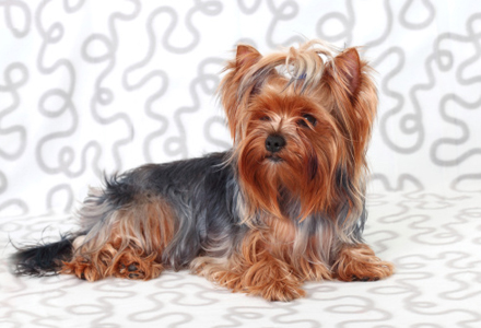 rasa Yorkshire Terrier 