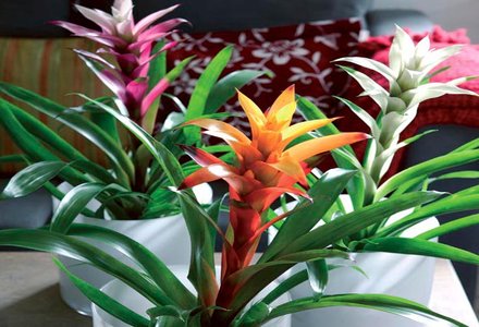 ingrijire bromelia