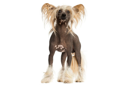 Chinese Crested 