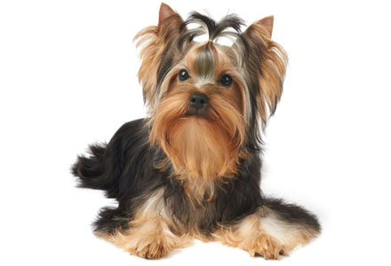 Yorkshire Terrier