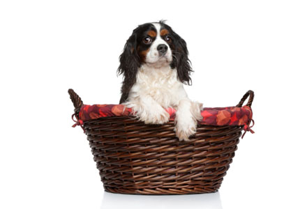 Cavalier King Charles Spaniel