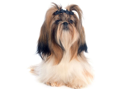 Shih Tzu 