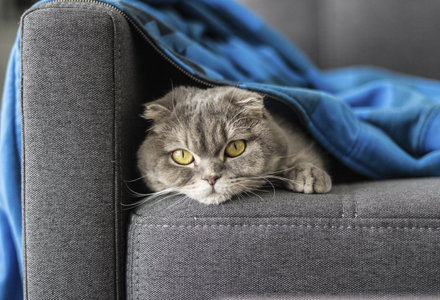 pisica din rasa Scottish Fold