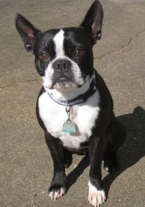 rasa boston terrier