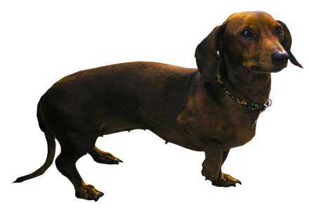 rasa dachshund