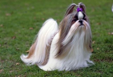 rasa shih tzu