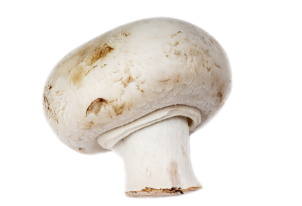 ciuperca Champignon