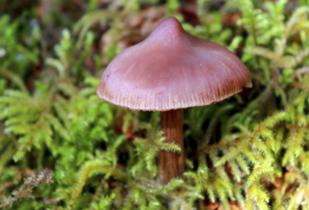 ciuperca cortinarius 