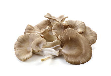 ciuperci pleurotus