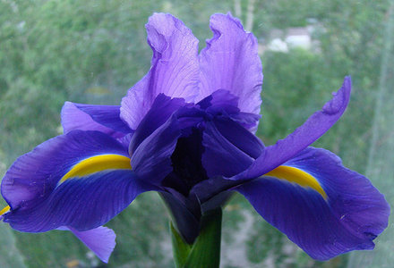 iris