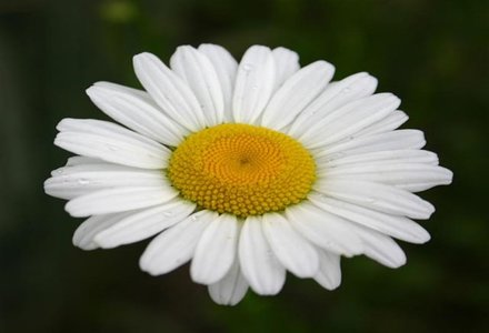 floare margareta