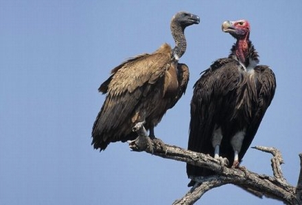 vulturi