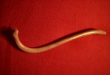 baculum