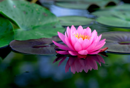 floare de lotus