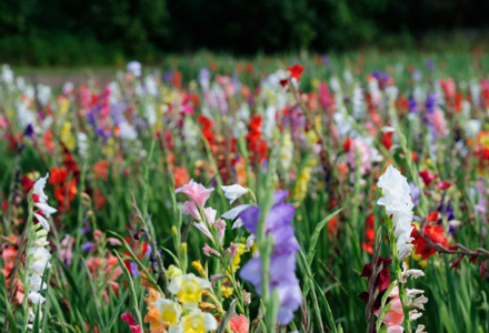 gladiole