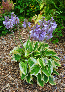 hosta