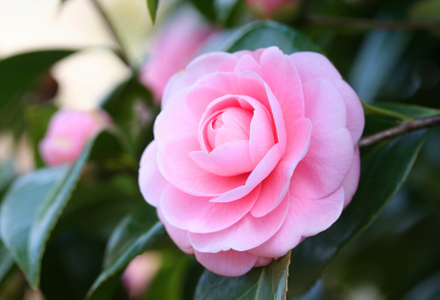 camelia