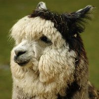 poza capra alpaca