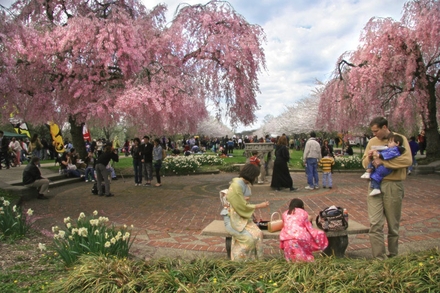 Cherry Blossom Japan Festival