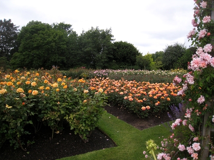 Queen Mary's Rose Gardens Queen Mary's Rose Gardens