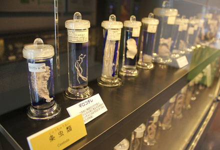  Muzeul Parazitologic Meguro