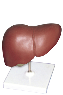 chisturi hepatice