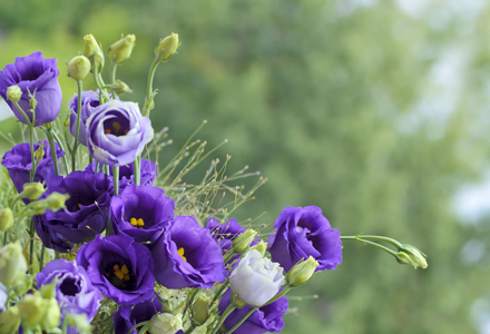 lisianthus