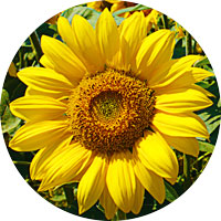 Floarea soarelui