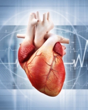 12 curiozitati despre inima pe care trebuie sa le afli