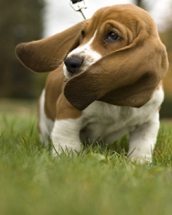 Basset Hound: fotografie câine, preț, descriere rasă, caracter, video