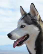 slăbire huskies