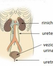 amoxicilina este buna pentru infectia urinara