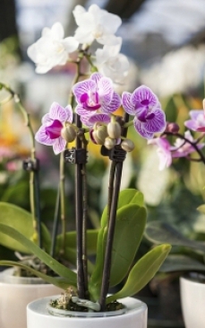 Cum sa ingrijesti orhideea Phalaenopsis