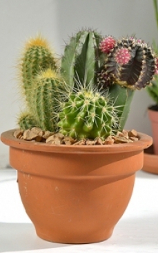 Sfaturi utile privind ingrijirea cactusilor