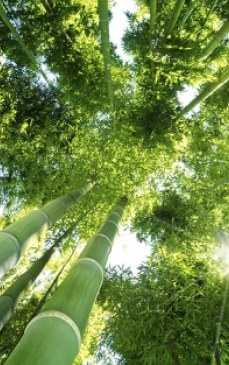 Bambusul de gradina – sfaturi despre ingrijirea lui