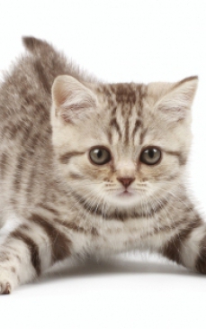 Cum sa ingrijesti o pisica: ghid pentru incepatori