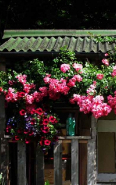Cum sa ingrijesti trandafirii cataratori: Sfaturi utile pentru o gradina de vis
