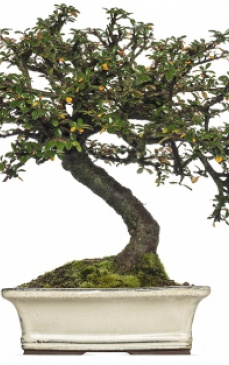 Totul despre bonsai: Ingrijire, intretinere, specii si pret