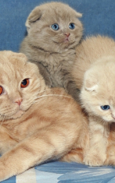 Rasa de pisici Scottish Fold: Tot ce trebuie sa stii despre ingrijirea acestor animale de casa