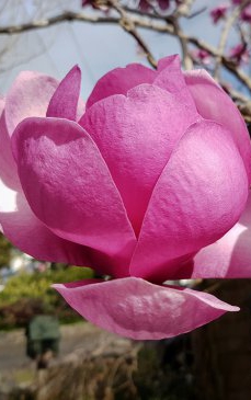 Magnolia Genie: Decoreaza-ti gradina ca in povestile japoneze